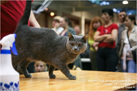 Siiri Ceciksen paneelissa kesäkuussa 2009 Tessan kuvaamana